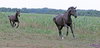 horses