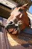 bay horses