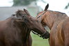 bay horses