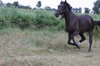 bay horses