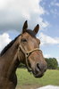 horse