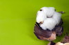 cotton flower