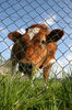 friendly cow