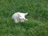 lamb