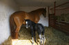 foal