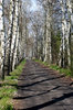 birch