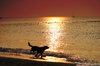 dog on the beach