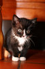 kitty 2