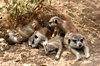meercat