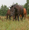 horses on the meadow