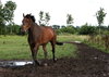 horse portrait