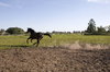 horse portrait