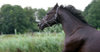 horses on the meadow
