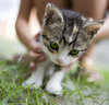 pussy