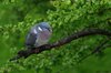 Dove in rain