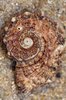 Shell 3