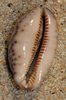 Shell 1