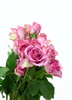 Pink Roses 1