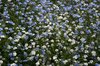 Flower carpet
