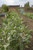 Kitchen garden