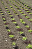 Lettuces