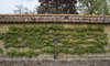Espalier fruit tree