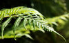 fern