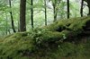 Mossy forest