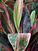 foliage colour lines