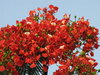 Brilliant Red Flowers
