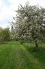 Old apple orchard