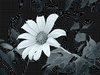Abstract Flower Warp Effect