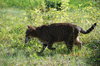 Cat and mouse