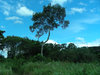 high tree