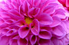 delicate dahlia