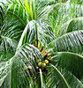 treetop coconuts