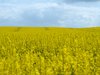 Oil seed - rape