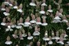 Bladder campion