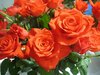 Red Roses