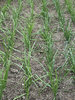 Onions