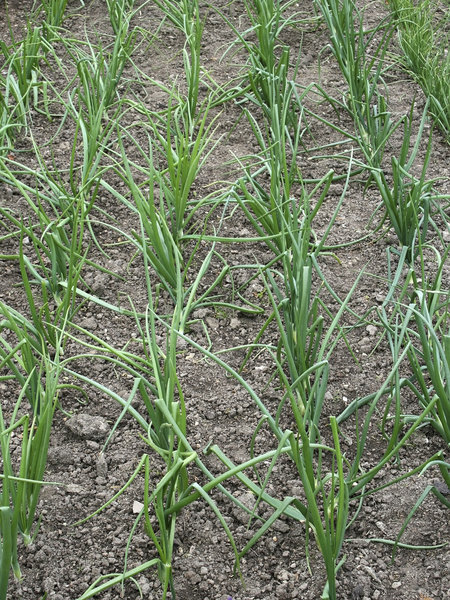 Onions: Onions in a kitchen garden in southwest England in spring.