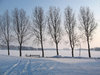Trees in snow