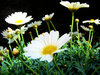 Oxeye daisy