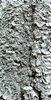 lichen wrinkles