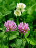 clover flower