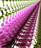 pink & green perspectives