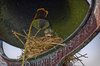 Baby Robins
