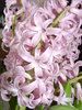 Hyacinth