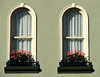 window box flowers