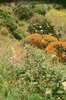 Sardegna / Macchia